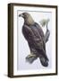 Zoology: Birds - Falconiformes - Golden Eagle (Aquila Chrysaëtos). Art Work-null-Framed Giclee Print