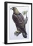 Zoology: Birds - Falconiformes - Golden Eagle (Aquila Chrysaëtos). Art Work-null-Framed Giclee Print