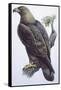 Zoology: Birds - Falconiformes - Golden Eagle (Aquila Chrysaëtos). Art Work-null-Framed Stretched Canvas