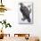 Zoology: Birds - Falconiformes - Golden Eagle (Aquila Chrysaëtos). Art Work-null-Stretched Canvas displayed on a wall