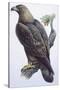 Zoology: Birds - Falconiformes - Golden Eagle (Aquila Chrysaëtos). Art Work-null-Stretched Canvas