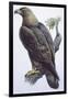 Zoology: Birds - Falconiformes - Golden Eagle (Aquila Chrysaëtos). Art Work-null-Framed Giclee Print