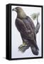 Zoology: Birds - Falconiformes - Golden Eagle (Aquila Chrysaëtos). Art Work-null-Framed Stretched Canvas