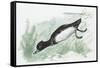 Zoology: Birds, Ferruginous Duck (Aythya Nyroca)-null-Framed Stretched Canvas