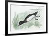 Zoology: Birds, Ferruginous Duck (Aythya Nyroca)-null-Framed Giclee Print