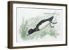 Zoology: Birds, Ferruginous Duck (Aythya Nyroca)-null-Framed Giclee Print