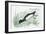 Zoology: Birds, Ferruginous Duck (Aythya Nyroca)-null-Framed Giclee Print