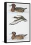 Zoology: Birds, Ferruginous Duck (Aythya Nyroca)-null-Framed Stretched Canvas