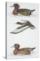 Zoology: Birds, Ferruginous Duck (Aythya Nyroca)-null-Stretched Canvas