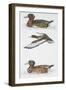 Zoology: Birds, Ferruginous Duck (Aythya Nyroca)-null-Framed Giclee Print