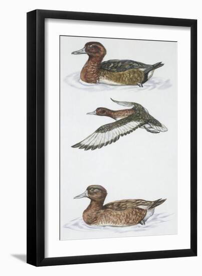 Zoology: Birds, Ferruginous Duck (Aythya Nyroca)-null-Framed Giclee Print