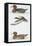 Zoology: Birds, Ferruginous Duck (Aythya Nyroca)-null-Framed Stretched Canvas