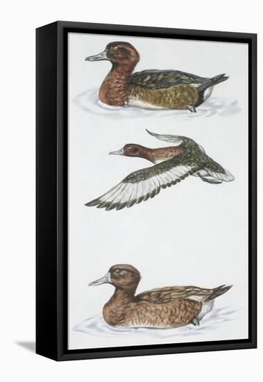 Zoology: Birds, Ferruginous Duck (Aythya Nyroca)-null-Framed Stretched Canvas