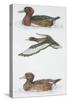 Zoology: Birds, Ferruginous Duck (Aythya Nyroca)-null-Stretched Canvas