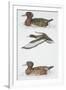 Zoology: Birds, Ferruginous Duck (Aythya Nyroca)-null-Framed Giclee Print
