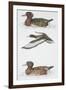 Zoology: Birds, Ferruginous Duck (Aythya Nyroca)-null-Framed Giclee Print