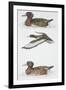 Zoology: Birds, Ferruginous Duck (Aythya Nyroca)-null-Framed Giclee Print