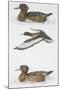 Zoology: Birds, Ferruginous Duck (Aythya Nyroca)-null-Mounted Giclee Print