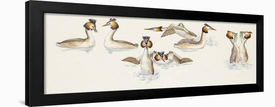 Zoology: Birds, Great Crested Grebe-null-Framed Giclee Print