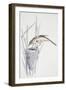 Zoology: Birds, Great Reed Warbler, (Acrocephalus Arundinaceus)-null-Framed Giclee Print