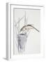 Zoology: Birds, Great Reed Warbler, (Acrocephalus Arundinaceus)-null-Framed Giclee Print
