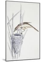 Zoology: Birds, Great Reed Warbler, (Acrocephalus Arundinaceus)-null-Mounted Giclee Print