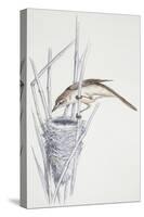 Zoology: Birds, Great Reed Warbler, (Acrocephalus Arundinaceus)-null-Stretched Canvas