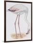 Zoology: Birds, Greater Flamingo-null-Framed Giclee Print