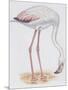 Zoology: Birds, Greater Flamingo-null-Mounted Giclee Print