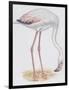 Zoology: Birds, Greater Flamingo-null-Framed Giclee Print