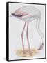 Zoology: Birds, Greater Flamingo-null-Framed Stretched Canvas