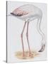 Zoology: Birds, Greater Flamingo-null-Stretched Canvas