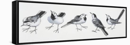 Zoology: Birds, Grey Wagtail (Motacilla Cinerea)-null-Framed Stretched Canvas