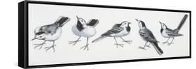 Zoology: Birds, Grey Wagtail (Motacilla Cinerea)-null-Framed Stretched Canvas