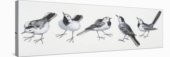 Zoology: Birds, Grey Wagtail (Motacilla Cinerea)-null-Stretched Canvas