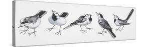 Zoology: Birds, Grey Wagtail (Motacilla Cinerea)-null-Stretched Canvas