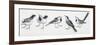 Zoology: Birds, Grey Wagtail (Motacilla Cinerea)-null-Framed Premium Giclee Print