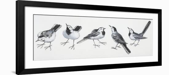 Zoology: Birds, Grey Wagtail (Motacilla Cinerea)-null-Framed Premium Giclee Print