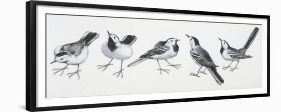 Zoology: Birds, Grey Wagtail (Motacilla Cinerea)-null-Framed Premium Giclee Print