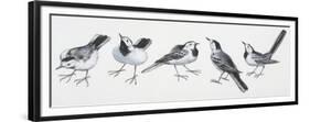 Zoology: Birds, Grey Wagtail (Motacilla Cinerea)-null-Framed Premium Giclee Print