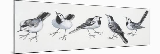 Zoology: Birds, Grey Wagtail (Motacilla Cinerea)-null-Mounted Premium Giclee Print