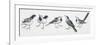 Zoology: Birds, Grey Wagtail (Motacilla Cinerea)-null-Framed Giclee Print