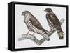 Zoology: Birds, Honey Buzzard-null-Framed Stretched Canvas