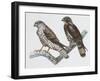 Zoology: Birds, Honey Buzzard-null-Framed Giclee Print
