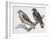 Zoology: Birds, Honey Buzzard-null-Framed Giclee Print