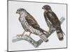 Zoology: Birds, Honey Buzzard-null-Mounted Giclee Print