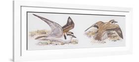 Zoology: Birds, Kentish Plover-null-Framed Giclee Print