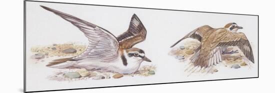 Zoology: Birds, Kentish Plover-null-Mounted Giclee Print
