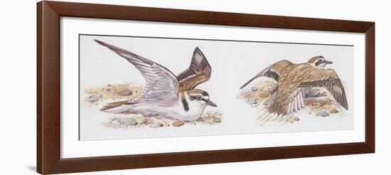 Zoology: Birds, Kentish Plover-null-Framed Giclee Print