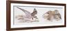 Zoology: Birds, Kentish Plover-null-Framed Giclee Print